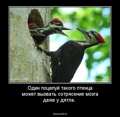 Один поцелуй такого птенца может вызвать сотрясение мозга даже у дятла.