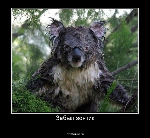 Забыл зонтик