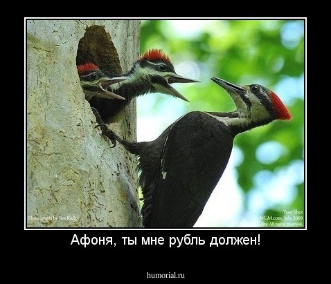 Афоня, ты мне рубль должен!