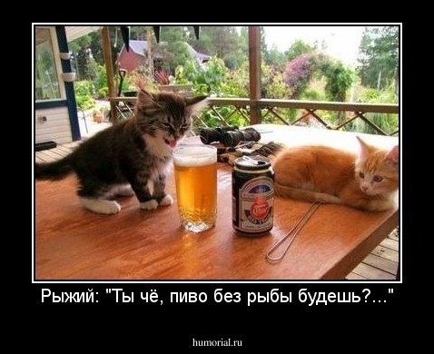 Рыжий: "Ты чё, пиво без рыбы будешь?..."