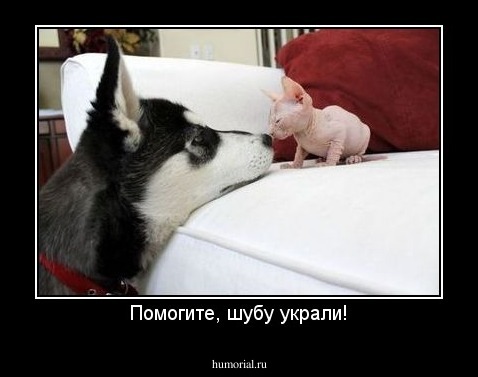 Помогите, шубу украли!