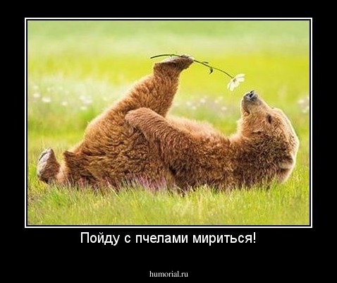 Пойду с пчелами мириться!