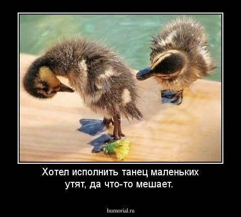 Хотел исполнить танец маленьких утят, да что-то мешает.