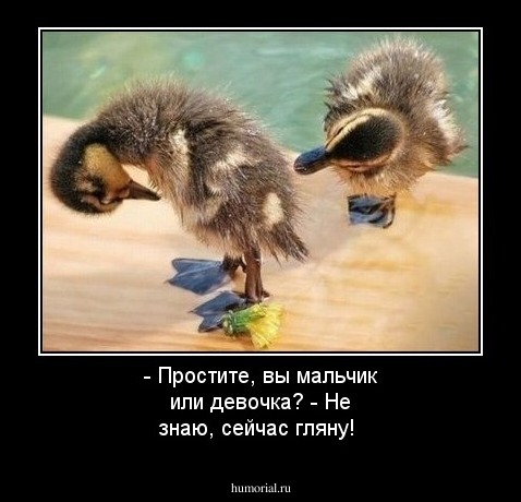 - Простите, вы мальчик или девочка?   - Не знаю, сейчас гляну!