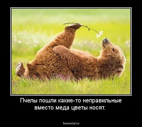 Пчелы пошли какие-то неправильные вместо меда цветы носят.