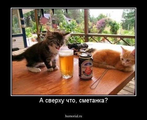 А сверху что, сметанка?