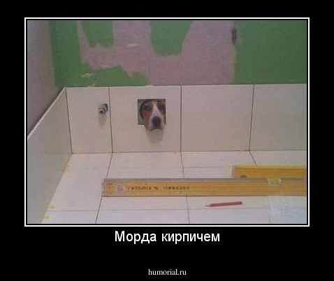 Морда кирпичем