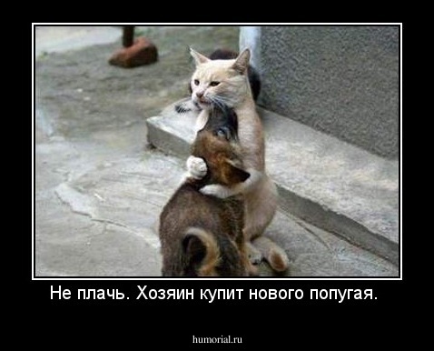 Не плачь. Хозяин купит нового попугая. 