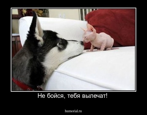 Не бойся, тебя вылечат! 