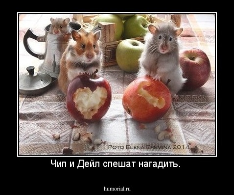 Чип и Дейл спешат нагадить. 