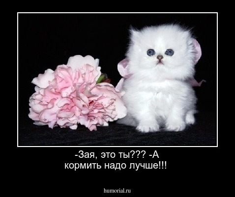-Зая, это ты???
-А кормить надо лучше!!!