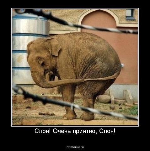 Слон! Очень приятно, Слон!