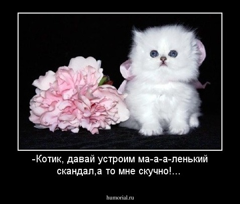 -Котик, давай устроим ма-а-а-ленький скандал,а то мне скучно!...