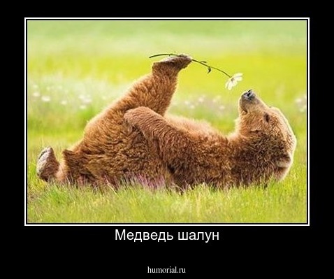 Медведь шалун