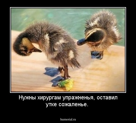 Нужны хирургам упражненья, оставил утке сожаленье.