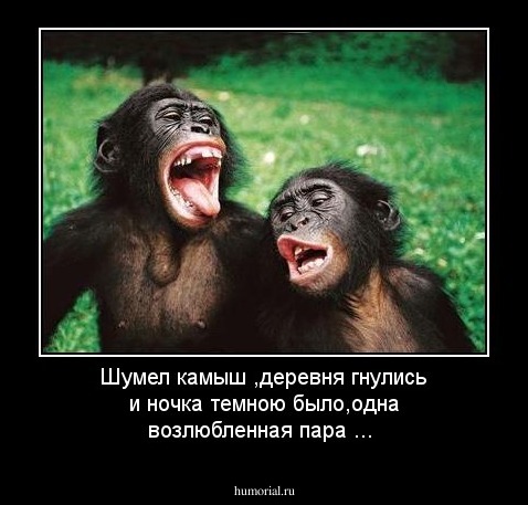 Шумел камыш ,деревня гнулись и ночка темною было,одна возлюбленная пара ...