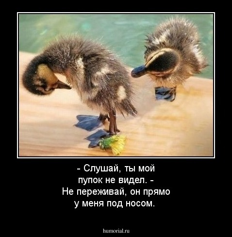 - Слушай, ты мой пупок не видел.
- Не переживай, он  прямо у меня под носом.
