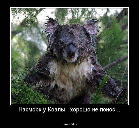 Насморк у Коалы - хорошо не понос...
