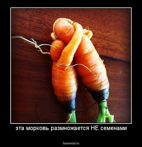 эта морковь размножается НЕ семенами
