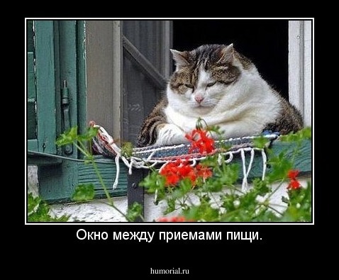Окно между приемами пищи.