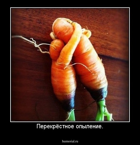 Перекрёстное опыление.