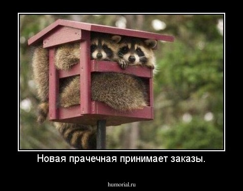 Новая прачечная принимает заказы.