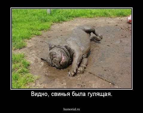Видно, свинья была гулящая.