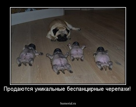 Продаются уникальные беспанцирные черепахи!