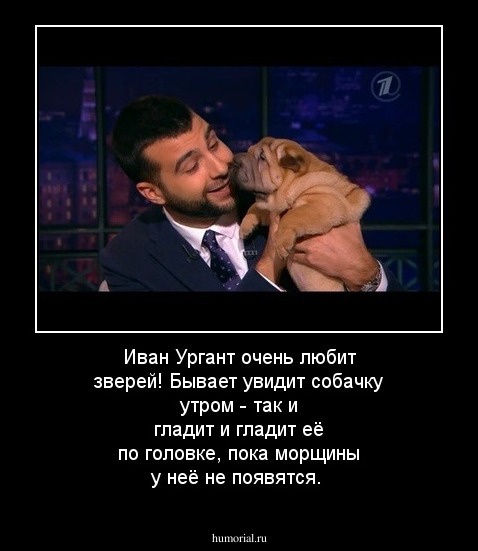 Иван Ургант очень любит зверей! Бывает увидит собачку утром - так и гладит и гладит её по головке, пока морщины у неё не появятся. 