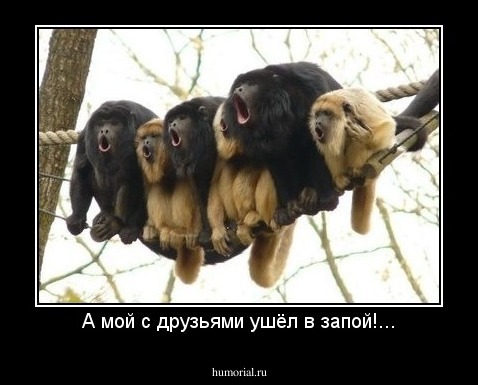 А мой с друзьями ушёл в запой!...