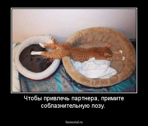 Чтобы привлечь партнера, примите соблазнительную позу.
