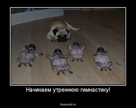 Начинаем утреннюю гимнастику!
