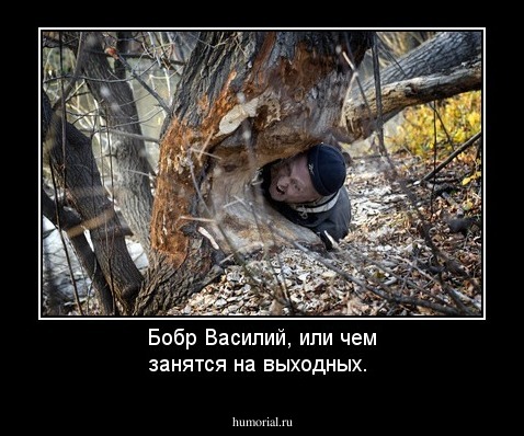 Бобр Василий, или чем занятся на выходных.