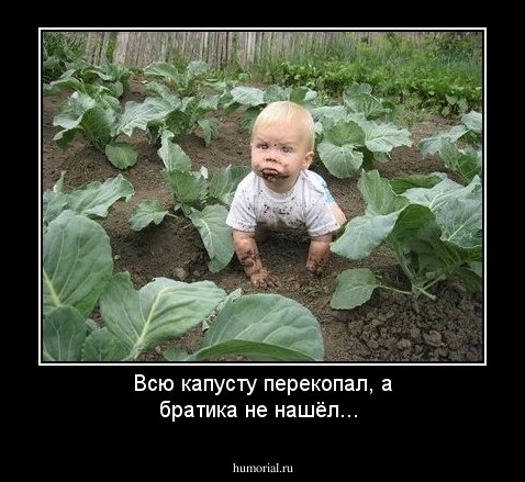Всю капусту перекопал, а братика не нашёл...