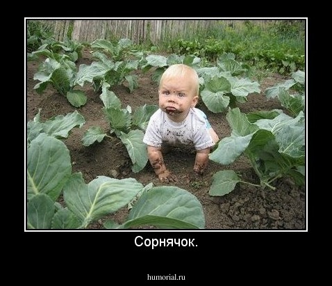 Сорнячок.