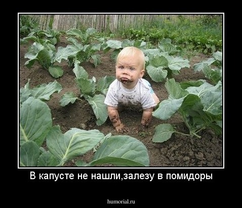 В капусте не нашли,залезу в помидоры