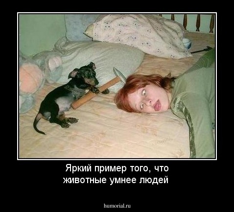 Яркий пример того, что животные умнее людей
