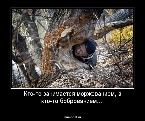 Кто-то занимается моржеванием, а кто-то боброванием...