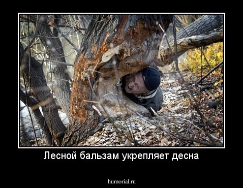 Лесной бальзам укрепляет десна