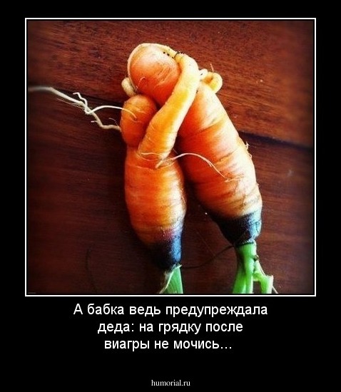 А бабка ведь предупреждала деда: на грядку после виагры не мочись...