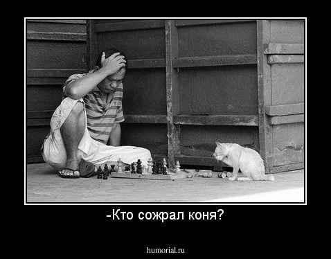 -Кто сожрал коня?