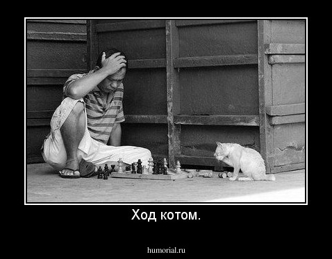 Ход котом.