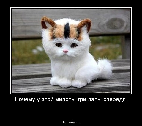 Почему у этой милоты три лапы спереди.
