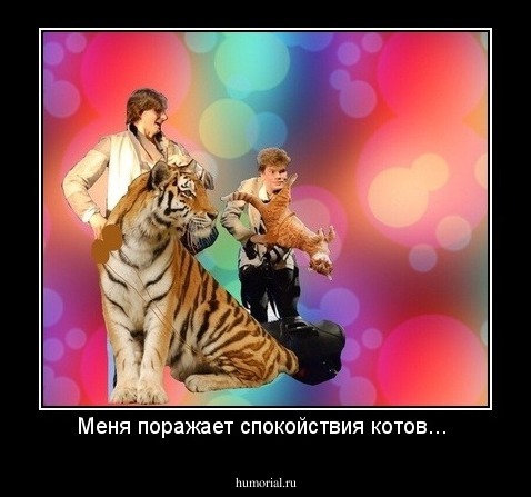 Меня поражает спокойствия котов... 
