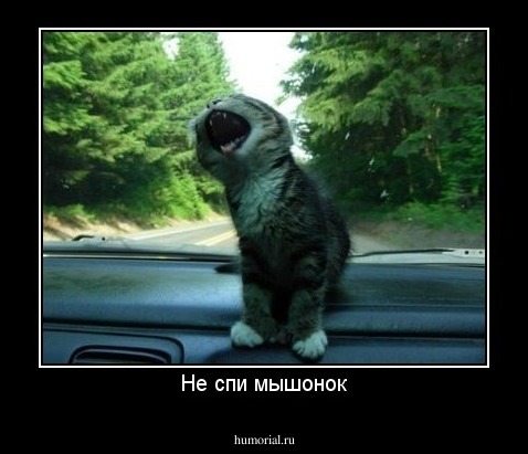 Не спи мышонок