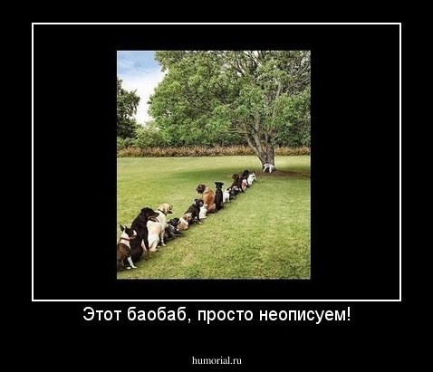 Этот баобаб, просто неописуем!