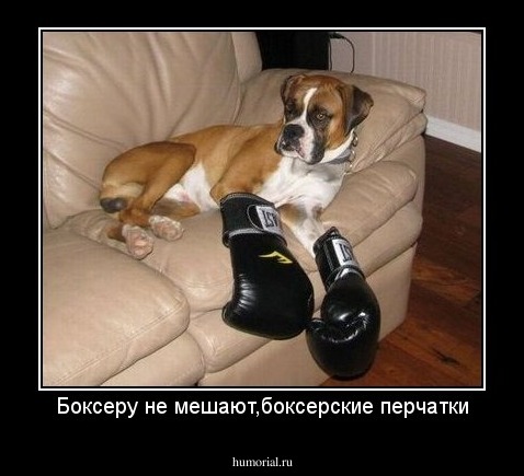 Боксеру не мешают,боксерские перчатки