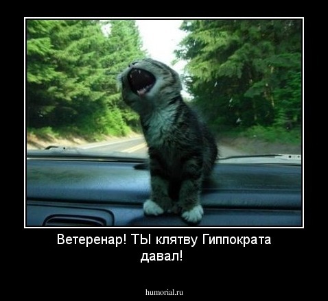 Ветеренар! ТЫ клятву Гиппократа давал!

