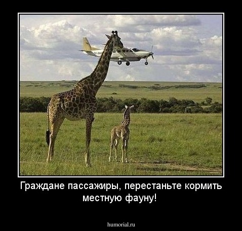 Граждане пассажиры, перестаньте кормить местную фауну!