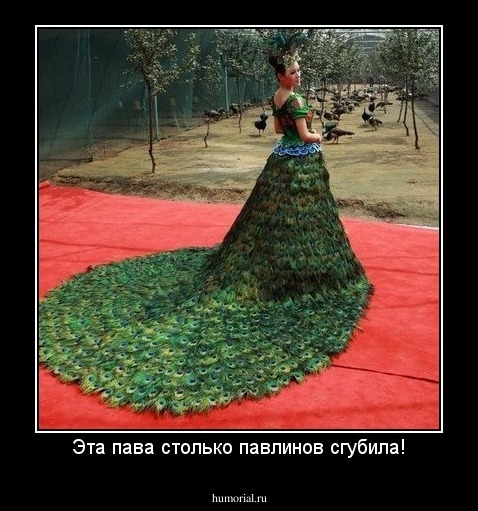 Эта пава столько павлинов сгубила!